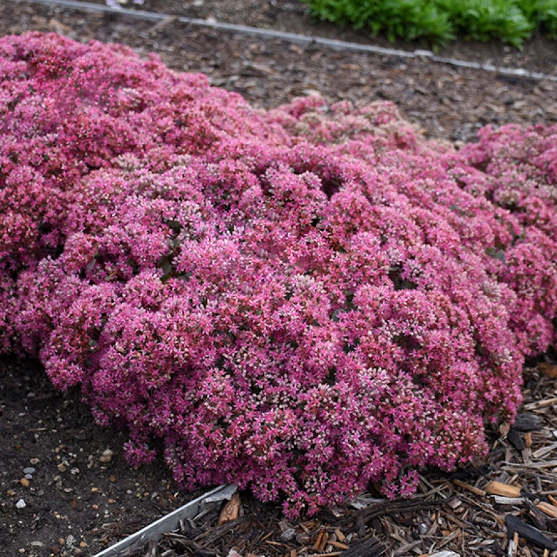 Rock 'N Round™ 'Popstar' Stonecrop 1 Rock 'N Round™ 'Popstar' Stonecrop