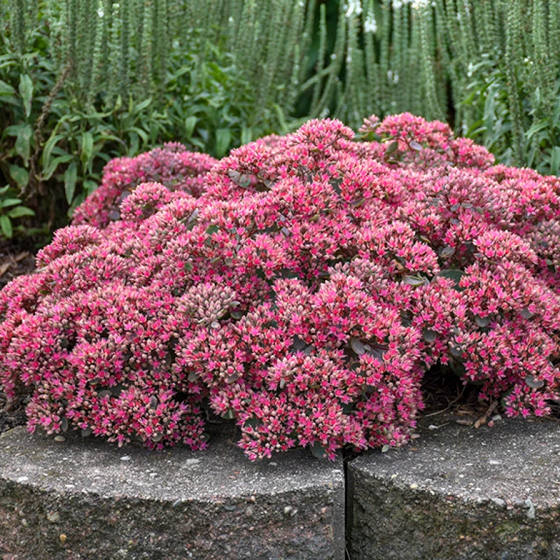 Rock 'N Round™ 'Popstar' Stonecrop 2 Rock 'N Round™ 'Popstar' Stonecrop - Image 2