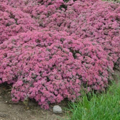 Rock 'N Round™ 'Popstar' Stonecrop 8 Rock 'N Round™ 'Popstar' Stonecrop -Flower Shop sedum pop star 4