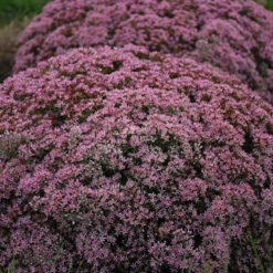 Rock 'N Round 'Pride And Joy' Stonecrop -Flower Shop sedum pride joy 3
