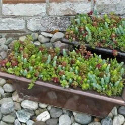 SedumSod® -Flower Shop sedum sod 12