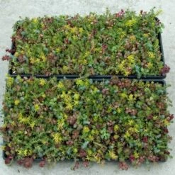 SedumSod® -Flower Shop sedum sod 3