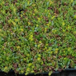 SedumSod® -Flower Shop sedum sod 4