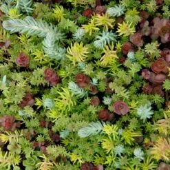SedumSod® -Flower Shop sedum sod 5