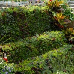 SedumSod® -Flower Shop sedum sod 6