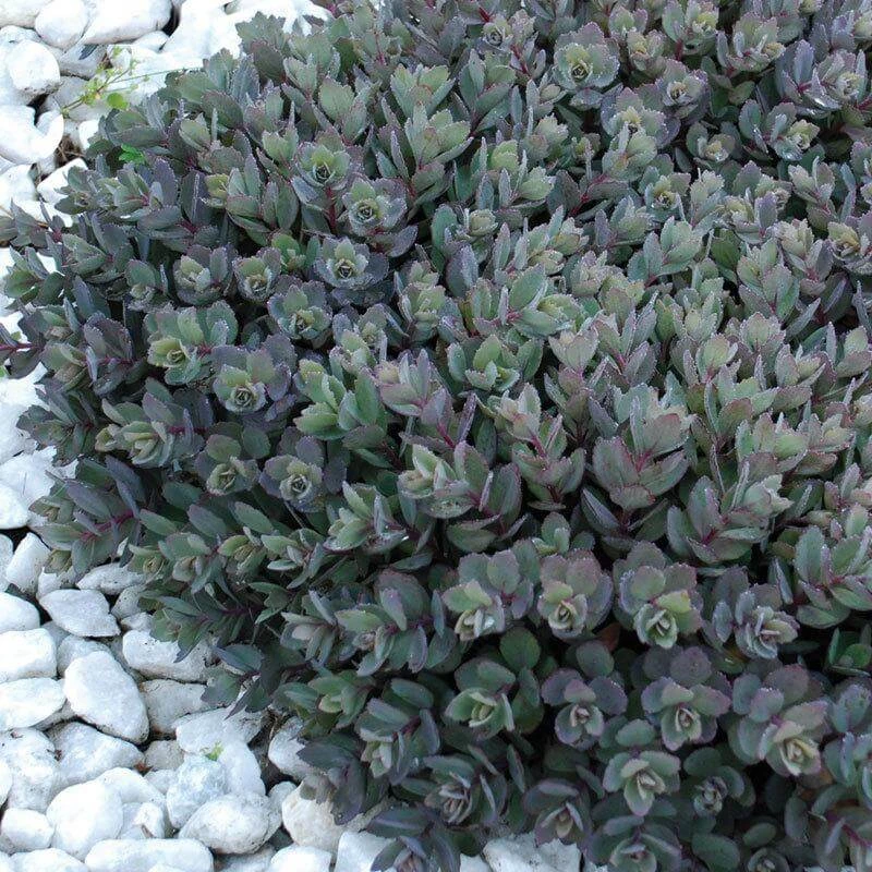 Sunsparkler® 'Dazzleberry' Stonecrop 3 Sunsparkler® 'Dazzleberry' Stonecrop - Image 3