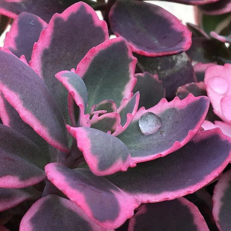 Sunsparkler® 'Dream Dazzler' Stonecrop 2 Sunsparkler® 'Dream Dazzler' Stonecrop - Image 2
