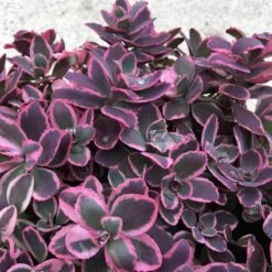 Sunsparkler® 'Dream Dazzler' Stonecrop 5 Sunsparkler® 'Dream Dazzler' Stonecrop -Flower Shop sedum sunsparkler dream dazzler 3