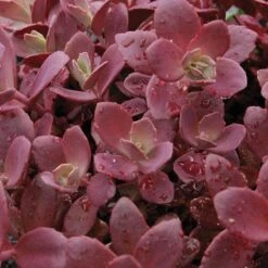 Sunsparkler® 'Firecracker' Stonecrop -Flower Shop sedum sunsparkler firecracker 1 sw