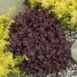 Sunsparkler® 'Firecracker' Stonecrop -Flower Shop sedum sunsparkler firecracker 2 sw