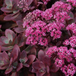 Succulent Ground Cover Collection -Flower Shop sedum sunsparkler firecracker 4 354983d6 59f2 404c ada2 2bc66c5bfa58