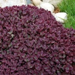 Sunsparkler® 'Firecracker' Stonecrop -Flower Shop sedum sunsparkler firecracker 5 sw