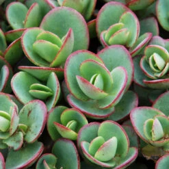 Succulent Ground Cover Collection -Flower Shop sedum sunsparkler lime zinger 1 e98f64a9 9f27 4845 88d4 fe977e07d1f5