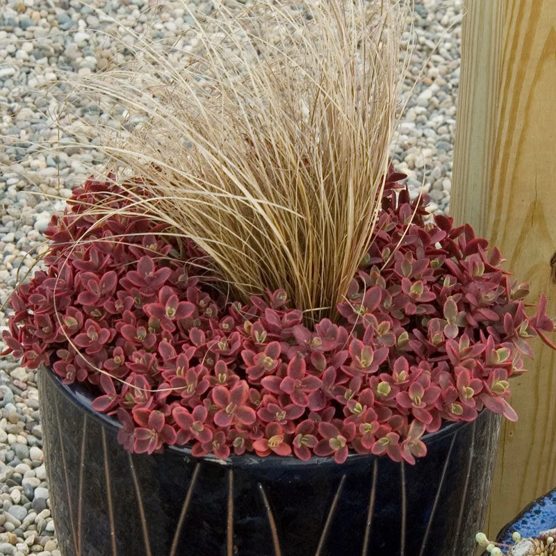 Sunsparkler® 'Wildfire' Stonecrop 2 Sunsparkler® 'Wildfire' Stonecrop - Image 2