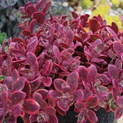 Sunsparkler® 'Wildfire' Stonecrop 5 Sunsparkler® 'Wildfire' Stonecrop -Flower Shop sedum sunsparkler wildfire 4