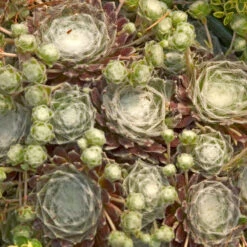 Hens & Chicks Collection -Flower Shop sempervivum arachnoideum cobweb 2
