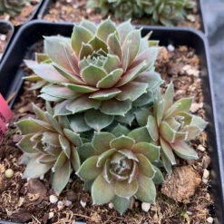 Hens & Chicks Collection -Flower Shop sempervivum commander hay 1