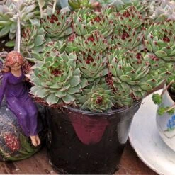 Hens & Chicks Collection -Flower Shop sempervivum mrs giuseppi 1