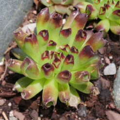 'Oddity' Hens & Chicks -Flower Shop sempervivum oddity 4