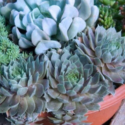 'Pacific Blue Ice' Hens & Chicks -Flower Shop sempervivum pacific blue ice 2