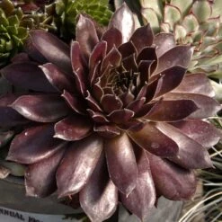 Hens & Chicks Collection -Flower Shop sempervivum pacific devils food hen and chick 1 2917c118 120c 48cb 8fb1 4b8e7261f822