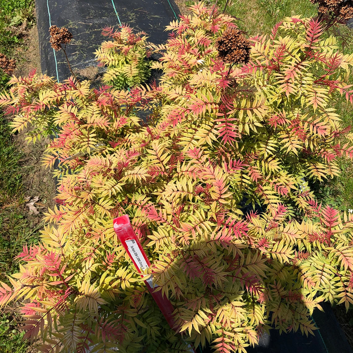 Mr. Mustard™ False Spirea 2 Mr. Mustard™ False Spirea - Image 2
