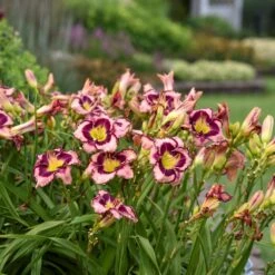 Rainbow Rhythm® 'Sound Of My Heart' Daylily -Flower Shop sound of my heart daylily 1
