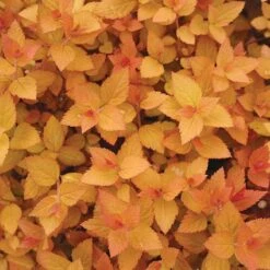 Double Play® Candy Corn® Spirea -Flower Shop spiraea double play candy corn 3 sw