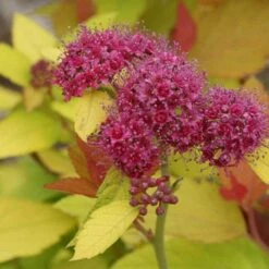 Double Play® Candy Corn® Spirea -Flower Shop spiraea double play candy corn 4 sw