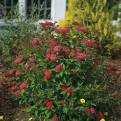 Double Play Doozie® Reblooming Spirea -Flower Shop spiraea double play doozie 3 sw