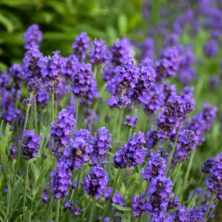 Sweet Romance® Lavender -Flower Shop sweet romance lavandula 2