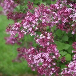 Bloomerang® Dark Purple Reblooming Lilac 8 Bloomerang® Dark Purple Reblooming Lilac -Flower Shop syringa bloomerang dark purple 1 d73cfa69 06cc 4d20 84e4 d400f67ff85a sw