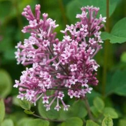 Bloomerang® Dwarf Pink Reblooming Lilac -Flower Shop syringa bloomerang dwarf pink lilac 5 50a99c2d 27cc 441b 9d5a 6c5c9f36fb3a sw