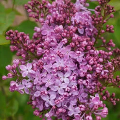 Scentara Pura® Lilac -Flower Shop syringa scentara pura 5