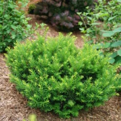 Stonehenge Dark Druid® Yew -Flower Shop taxus stonehenge dark druid yew 3