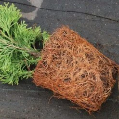 'Emerald Green' Arborvitae (aka 'Smaragd') -Flower Shop thuja emerald arborvitae 4 sw