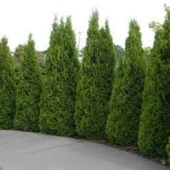 'Emerald Green' Arborvitae (aka 'Smaragd') -Flower Shop thuja emerald arborvitae 5 sw