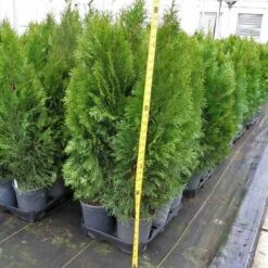 'Emerald Green' Arborvitae (aka 'Smaragd') -Flower Shop thuja emerald arborvitae 6 sw