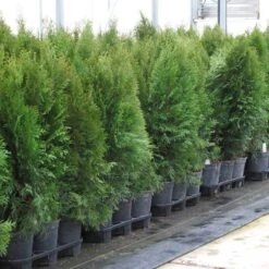 'Emerald Green' Arborvitae (aka 'Smaragd') -Flower Shop thuja emerald arborvitae 7 sw