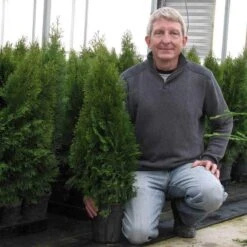 'Emerald Green' Arborvitae (aka 'Smaragd') -Flower Shop thuja emerald arborvitae 8 sw