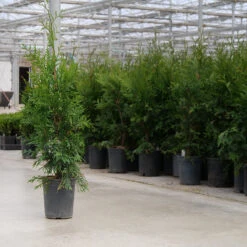 'Green Giant' Arborvitae/Thuja 9 'Green Giant' Arborvitae/Thuja -Flower Shop thuja green giant 8copy