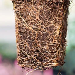 'Green Giant' Arborvitae/Thuja 10 'Green Giant' Arborvitae/Thuja -Flower Shop thuja green giant P1063707 1 copy
