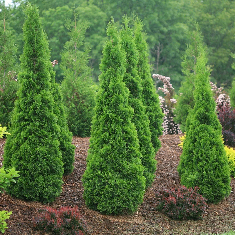 North Pole® Arborvitae 1 North Pole® Arborvitae