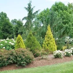 Fluffy® Arborvitae -Flower Shop thuja plicata fluffy 3 sw