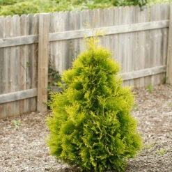 Polar Gold® Arborvitae 6 Polar Gold® Arborvitae -Flower Shop thuja polar gold 1
