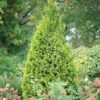 Polar Gold® Arborvitae