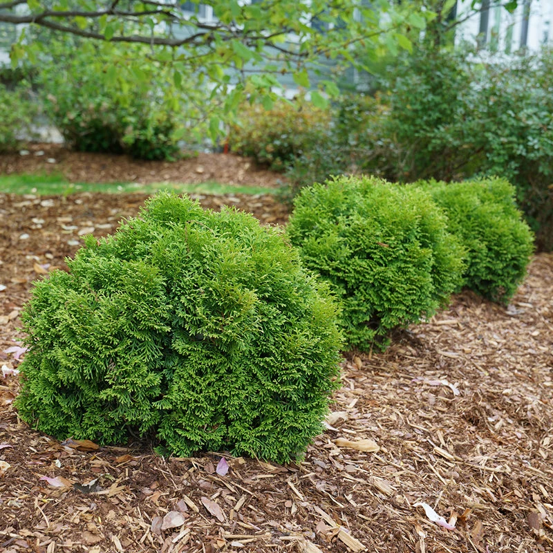 Tater Tot® Arborvitae 2 Tater Tot® Arborvitae - Image 2