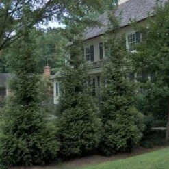 'Hetz Wintergreen' Arborvitae -Flower Shop thuja wintergreen arborvitae 3 sw