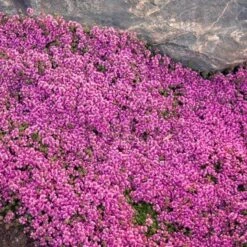 Red Creeping Thyme -Flower Shop thymus coccineus creeping thyme 2 sw