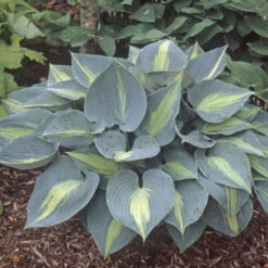 'Touch Of Class' Hosta -Flower Shop touch of class hosta 4